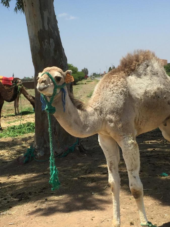 Riad Le Marrakech Berrima 马拉喀什 外观 照片